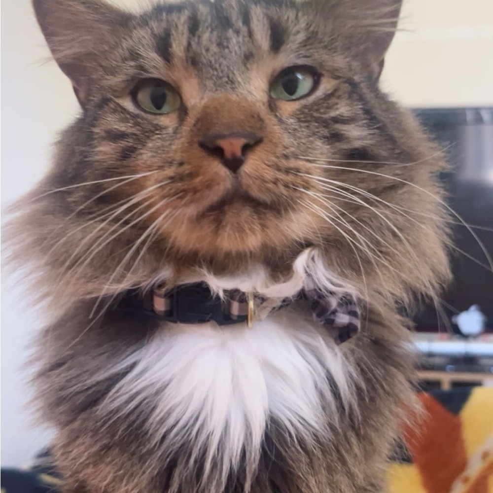 Meet your Posher, Maddie